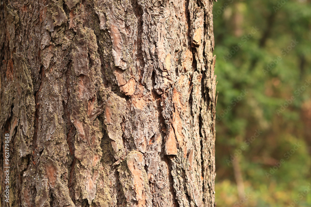 Pine tree, bark close-up. Close-up of pine bark in the forest for a natural background. Nature. Details. Focus on pine tree trunk with blurred background Pine tree, bark close-up. Close-up of pine bark in the forest for a natural background. Nature. Details. Focus on pine tree trunk with blurred background