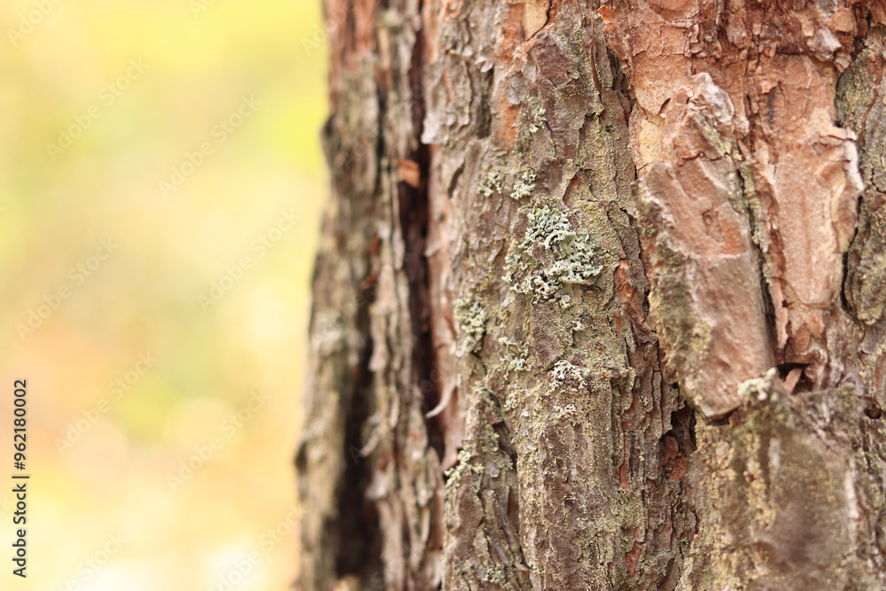 Pine tree, bark close-up. Close-up of pine bark in the forest for a natural background. Nature. Details. Focus on pine tree trunk with blurred background Pine tree, bark close-up. Close-up of pine bark in the forest for a natural background. Nature. Details. Focus on pine tree trunk with blurred background