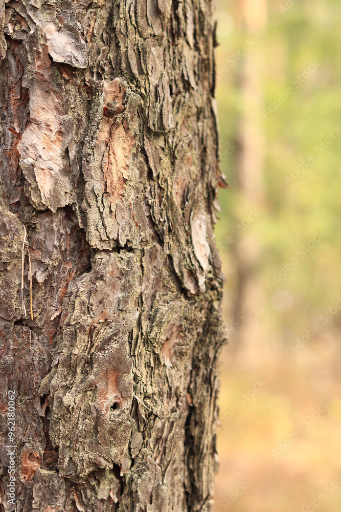 Pine tree, bark close-up. Close-up of pine bark in the forest for a natural background. Nature. Details. Focus on pine tree trunk with blurred background Pine tree, bark close-up. Close-up of pine bark in the forest for a natural background. Nature. Details. Focus on pine tree trunk with blurred background