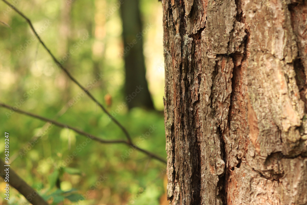 Pine tree, bark close-up. Close-up of pine bark in the forest for a natural background. Nature. Details. Focus on pine tree trunk with blurred background Pine tree, bark close-up. Close-up of pine bark in the forest for a natural background. Nature. Details. Focus on pine tree trunk with blurred background