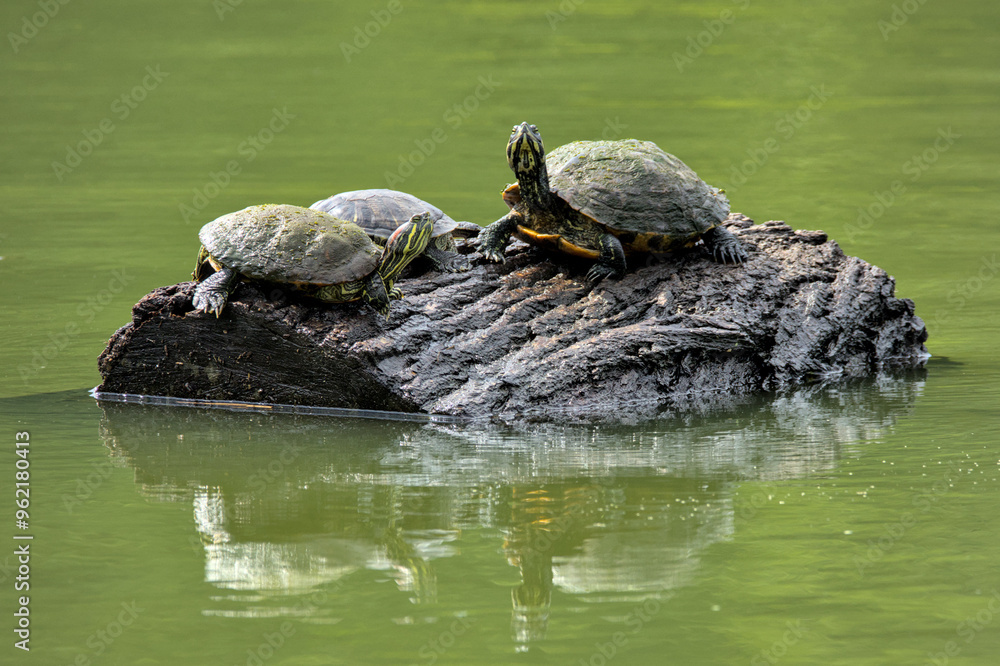 Obraz premium red ear slider turtles on a log in a lake (prospect park pond brooklyn new york animals reptile wildlife) beautiful nature urban park green water summer view