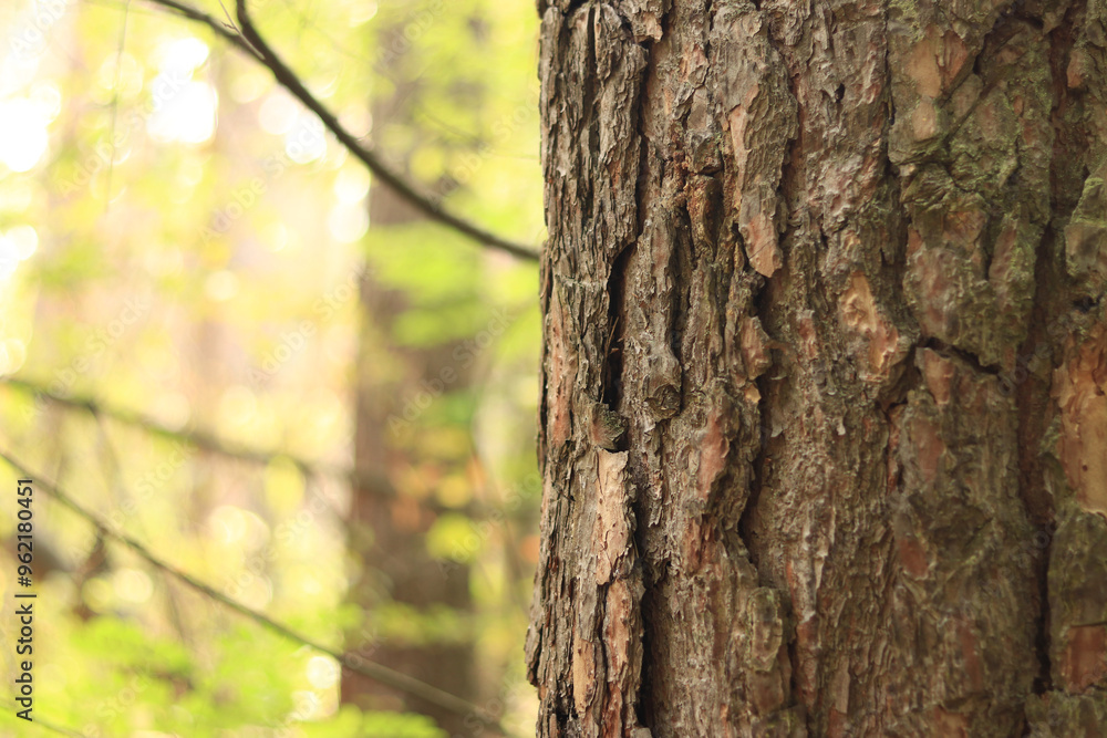 Pine tree, bark close-up. Close-up of pine bark in the forest for a natural background. Nature. Details. Focus on pine tree trunk with blurred background Pine tree, bark close-up. Close-up of pine bark in the forest for a natural background. Nature. Details. Focus on pine tree trunk with blurred background