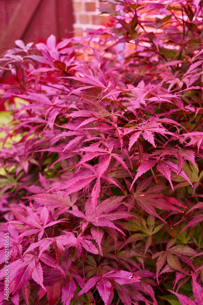 Nature, bush and forest with red leaves, countryside and autumn weather for tranquil peace. Calm, peace and landscape of Japanese maple woods with outdoor for natural aesthetic Japan wilderness Nature, bush and forest with red leaves, countryside and autumn weather for tranquil peace. Calm, peace and landscape of Japanese maple woods with outdoor for natural aesthetic Japan wilderness
