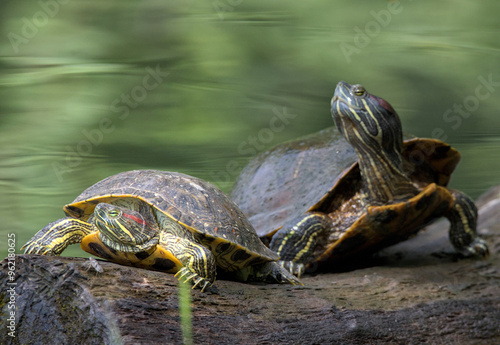 red ear slider turtles on a log in a lake (prospect park pond brooklyn new york animals reptile wildlife) beautiful nature urban park green water summer view