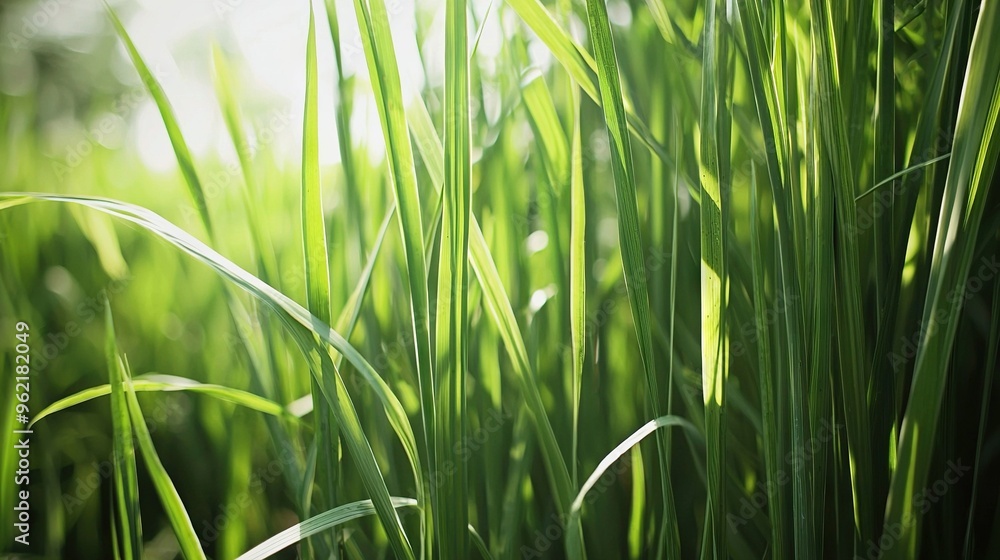 A close-up of lush green grass illuminated by golden sunlight The grass in the background softly blurred due to its distance from the camera's focus A close-up of lush green grass illuminated by golden sunlight The grass in the background softly blurred due to its distance from the camera's focus