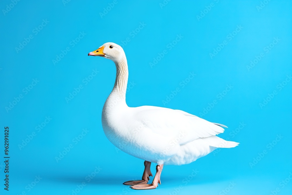 White goose on blue background, minimalistic and clean White goose on blue background, minimalistic and clean