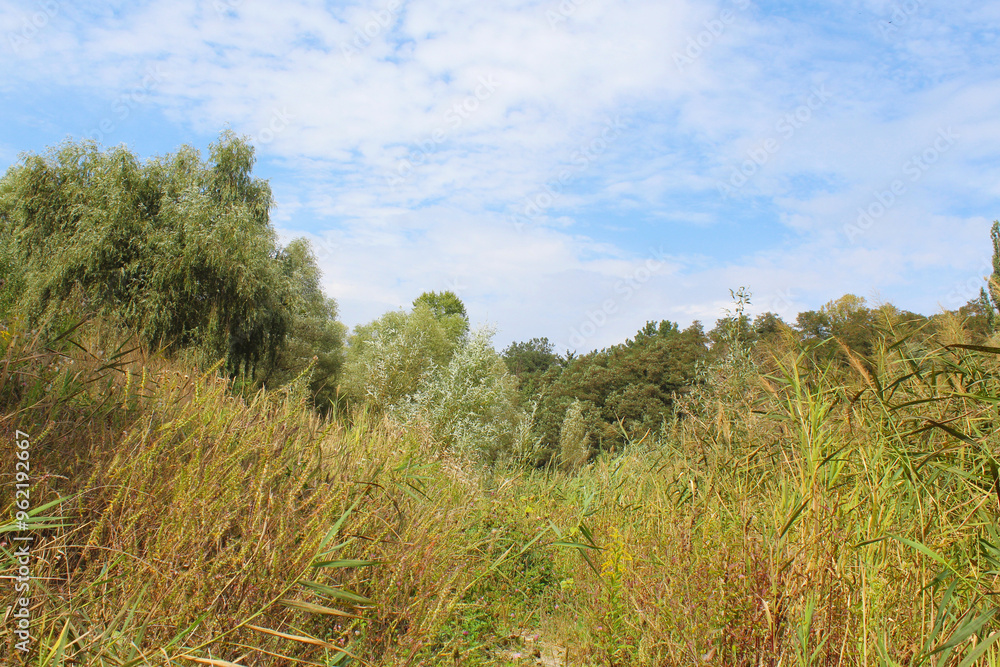 natural background of field grass,green fresh grass and dry grass in the field and trees in the background natural background of field grass,green fresh grass and dry grass in the field and trees in the background
