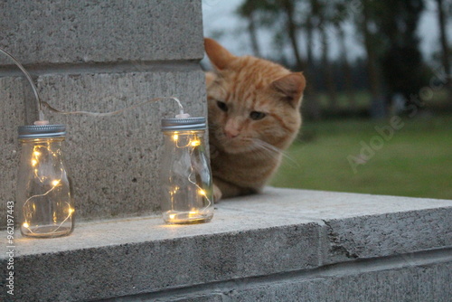 Curious cat close up