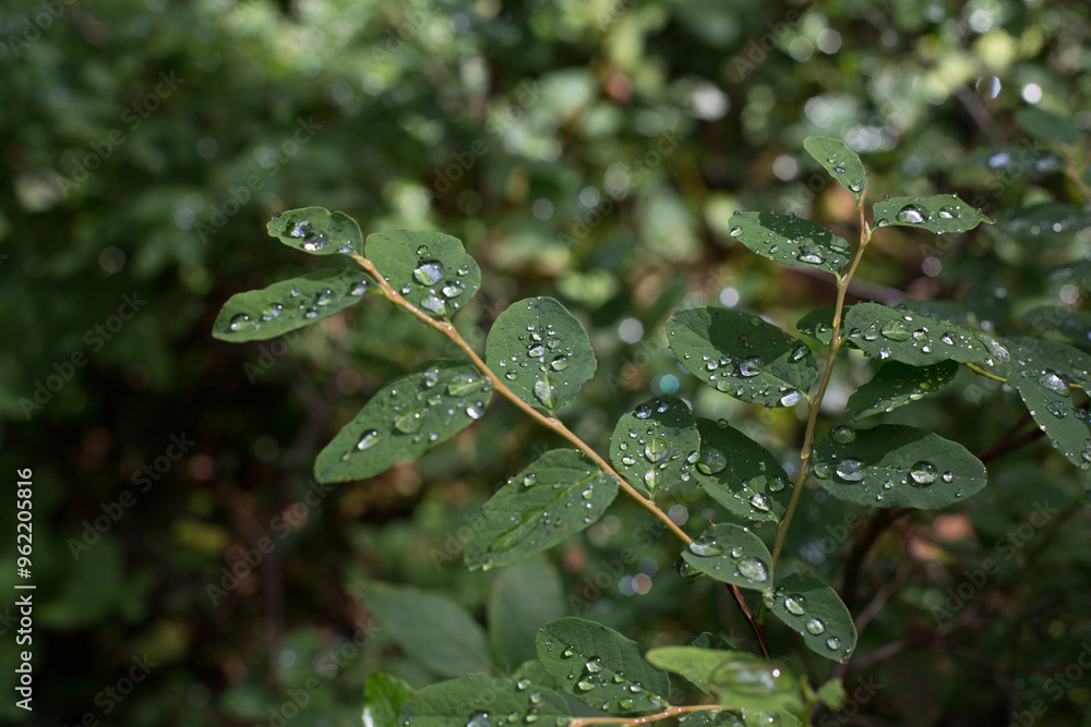 Close-Up of Leaves with Water Droplets Close-Up of Leaves with Water Droplets
