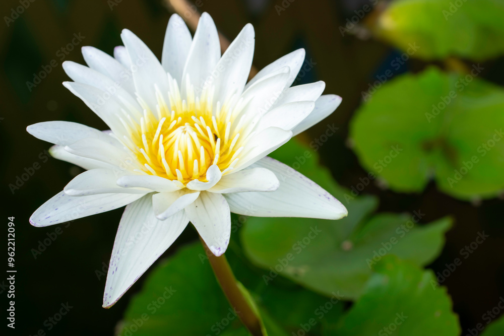 Blooming White and Purple Thai Lotus Blooming White and Purple Thai Lotus