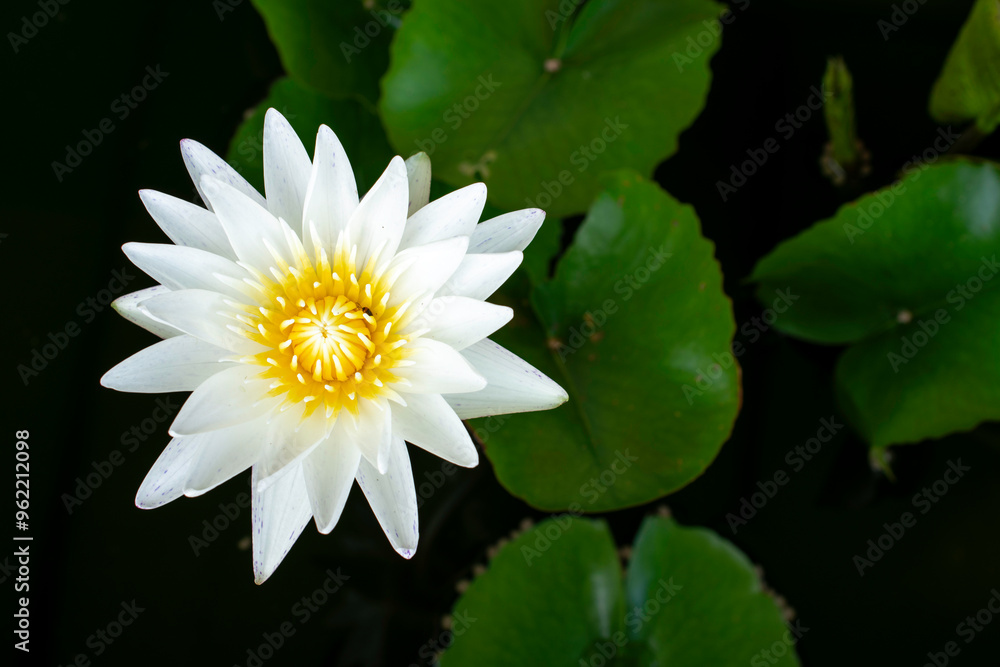 Blooming White and Purple Thai Lotus Blooming White and Purple Thai Lotus