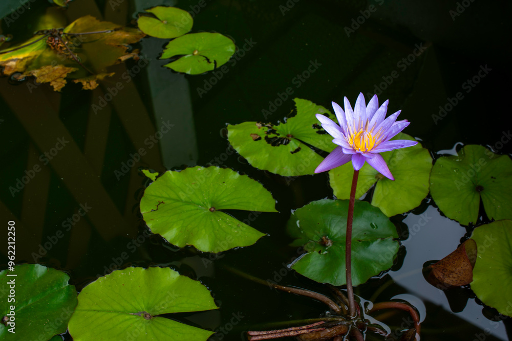Blooming White and Purple Thai Lotus Blooming White and Purple Thai Lotus