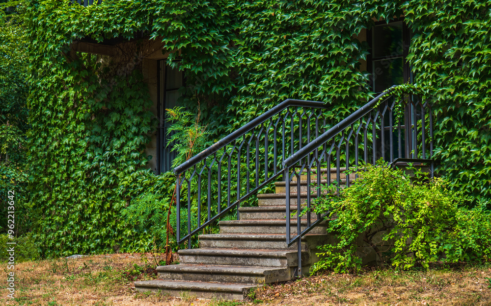 Wooden door overgrown with ivy, front of house, exterior wall of house overgrown with ivy. old steps in front of house. Wooden door overgrown with ivy, front of house, exterior wall of house overgrown with ivy. old steps in front of house.