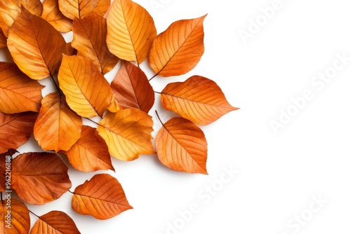 A collection of brown autumn leaves arranged in a corner border composition, isolated on a white background. The leaves symbolize the beauty of nature, the transition of seasons, and the cycle of life