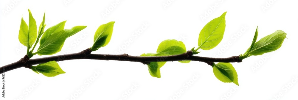 A delicate branch with vibrant green leaves symbolizing growth, rebirth, new beginnings, hope, and the beauty of nature. A delicate branch with vibrant green leaves symbolizing growth, rebirth, new beginnings, hope, and the beauty of nature.
