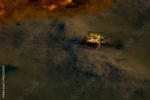 Frog floating in the water