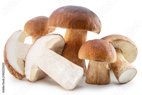 Group of porcini or boletus mushrooms isolated on white background.