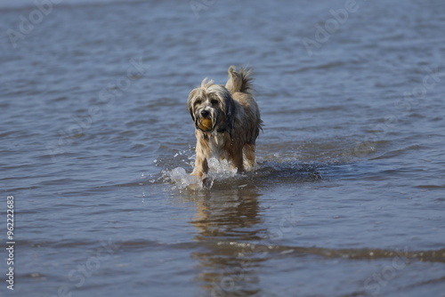 Tibetan terrier on holiday at the seaside