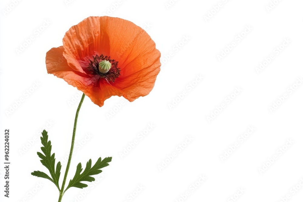 Obraz premium A single red poppy flower with delicate petals blooms against a white background, symbolizing hope, remembrance, beauty, fragility, and the cycle of life.