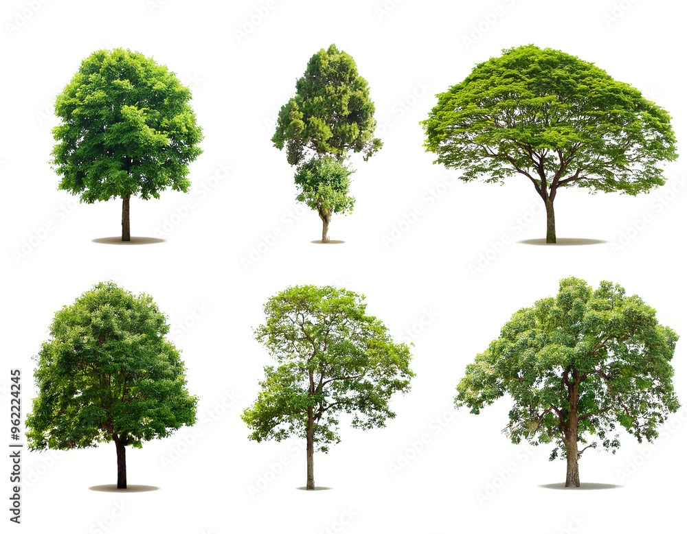 Set aus Baumgruppen, isoliert auf weißen Hintergrund, Freisteller, Transparent Set aus Baumgruppen, isoliert auf weißen Hintergrund, Freisteller, Transparent