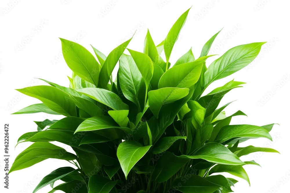 Fototapeta premium A vibrant green plant with layered leaves, symbolizing growth, vitality, and nature's beauty. Ideal for adding a touch of freshness and tranquility to any indoor space.