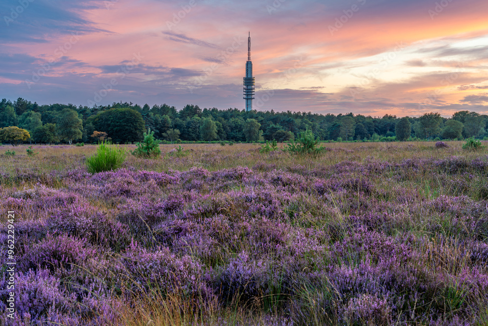 Sunset Over Blooming Heather in Dutch Nature Reserve Bussumerheide, Serene Landscape of Purple Heather Fields at Golden Hour Sunset Over Blooming Heather in Dutch Nature Reserve Bussumerheide, Serene Landscape of Purple Heather Fields at Golden Hour