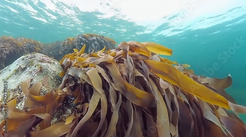   A large cluster of seaweed bobbing atop an aquatic expanse adjoining a sandy ocean floor