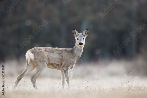 Fototapeta Naklejka Na Ścianę i Meble -  Sarna europejska