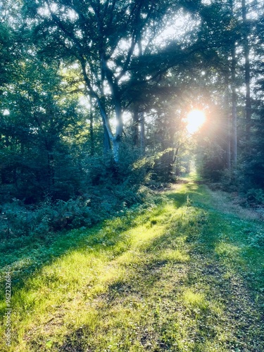 sunlight in the green forest 