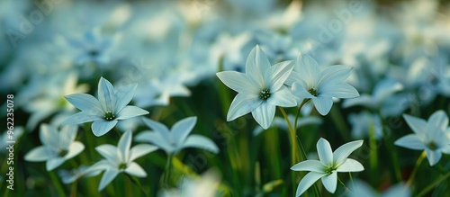 Ipheion Uniflorum In Full Bloom photo