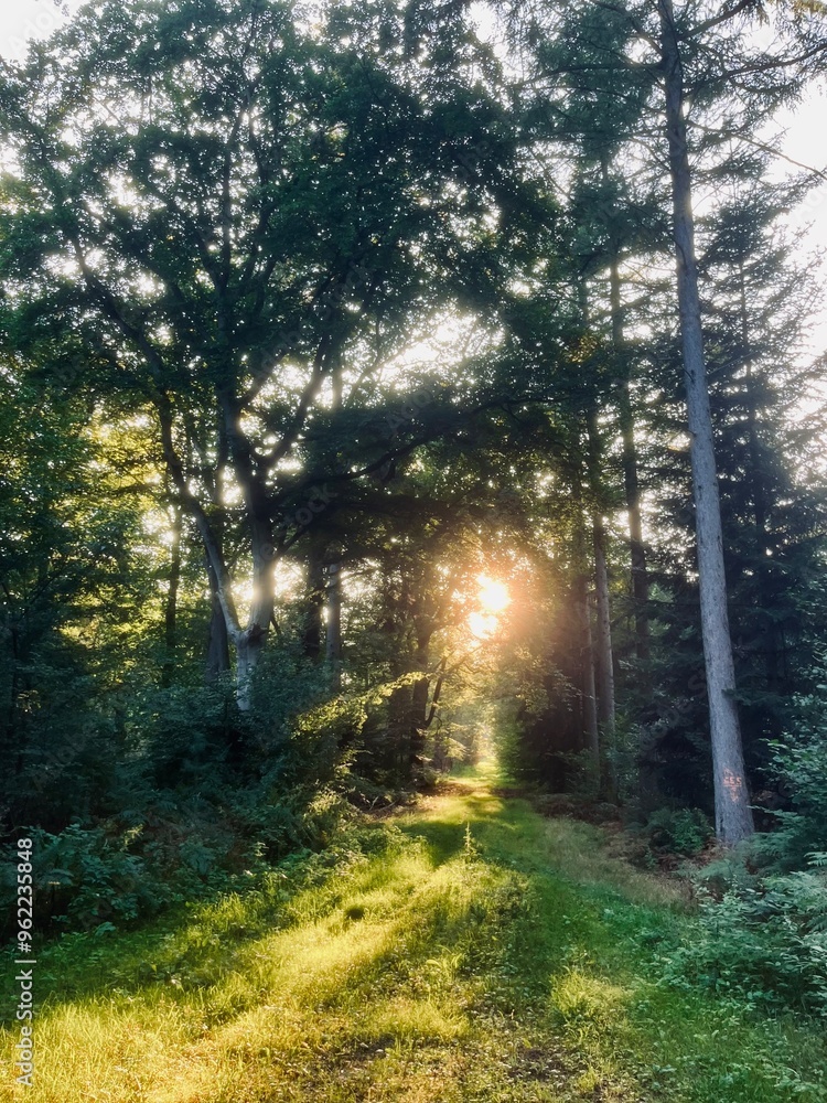 Obraz premium sunlight in the green forest 