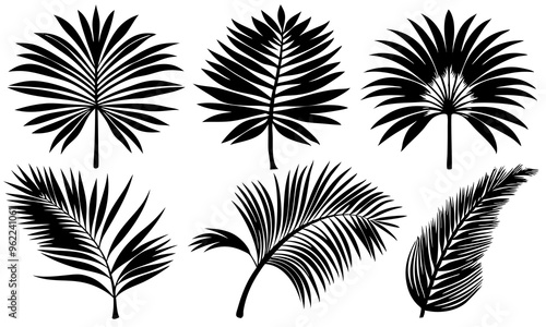 Set of  Beautiful palm tree leaf silhouette on white background