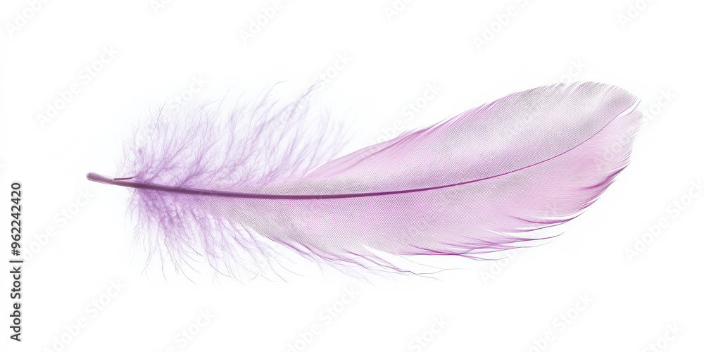 A soft lilac feather floating in midair, its translucent fibers gently shimmering against a clean white background. A soft lilac feather floating in midair, its translucent fibers gently shimmering against a clean white background.