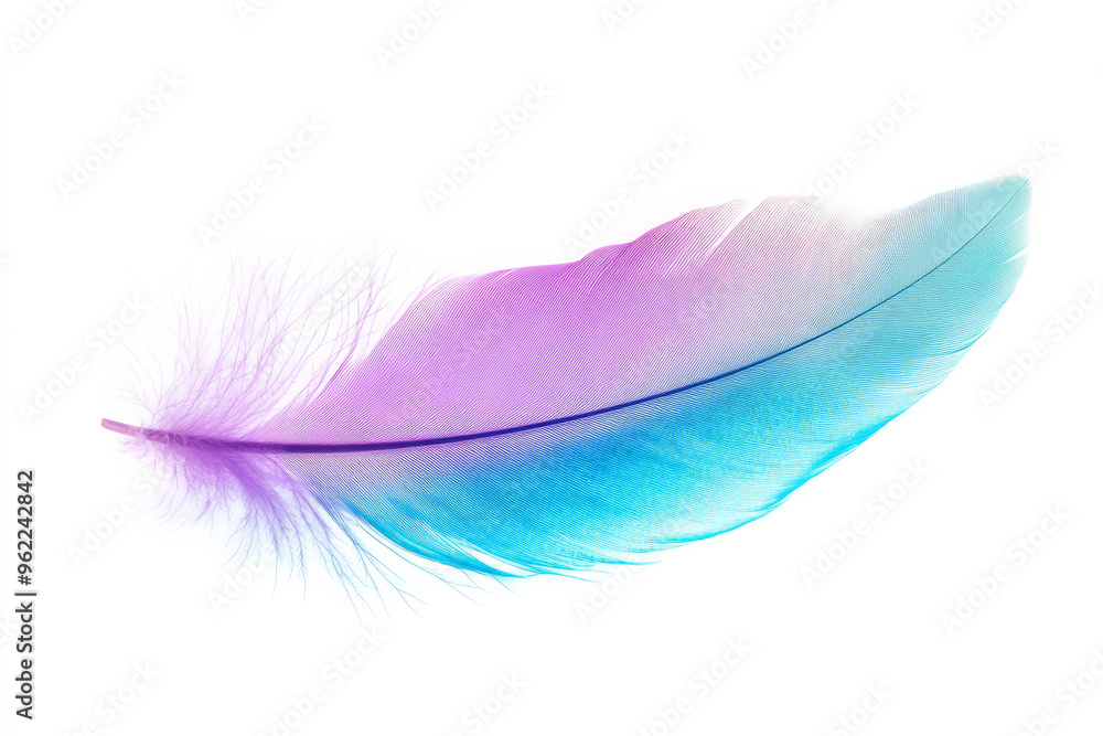 A soft teal and purple feather, blending smoothly between colors, isolated on a pure white background. A soft teal and purple feather, blending smoothly between colors, isolated on a pure white background.