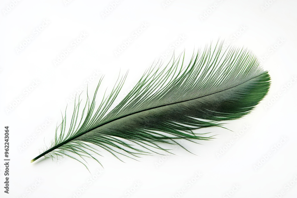 Obraz premium A radiant green feather with long, fine barbs creating an elegant silhouette against the white background.