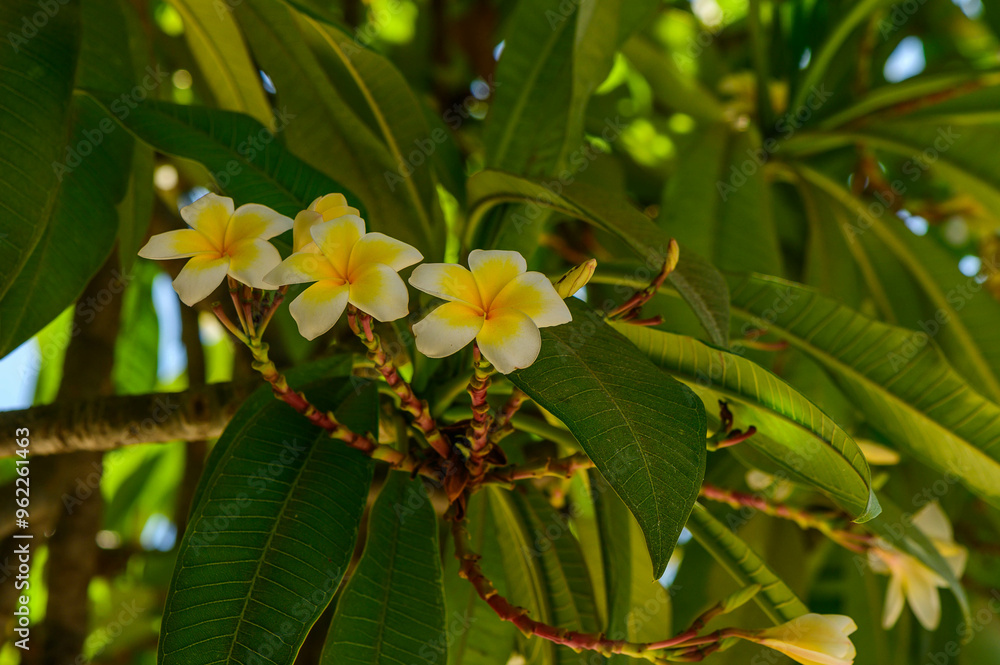 Close Up of Plumeria in Bloom on Tree Close Up of Plumeria in Bloom on Tree