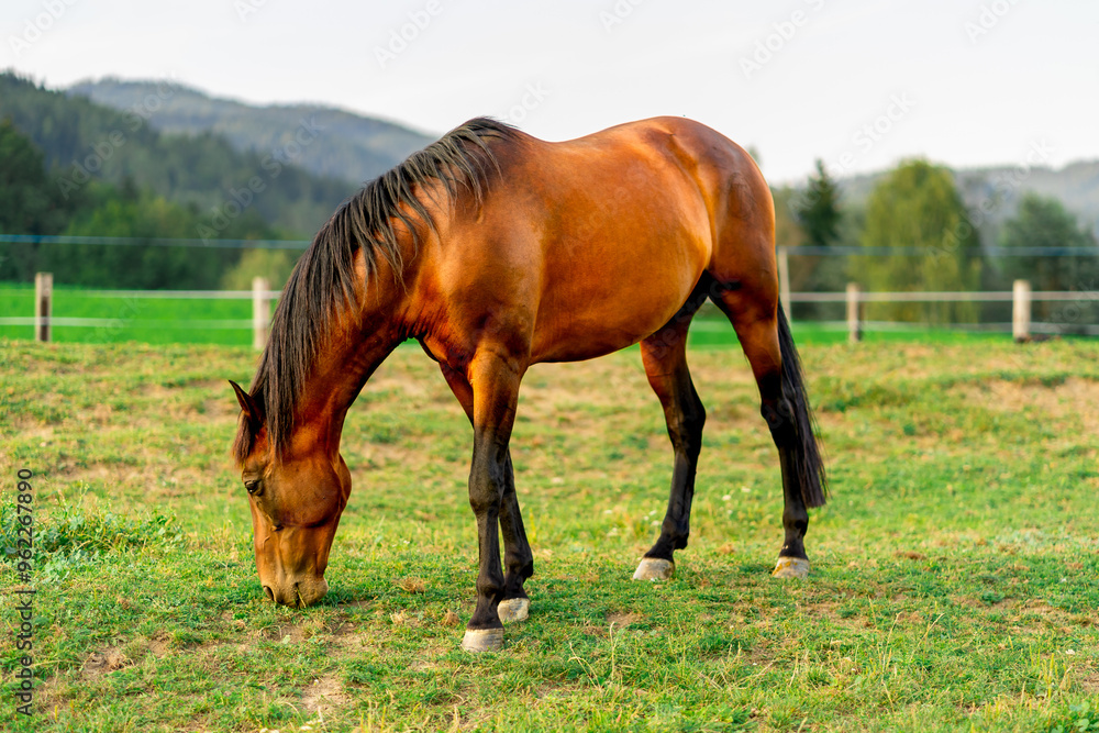 A horse grazes on a farm among the Alpine mountains A horse grazes on a farm among the Alpine mountains