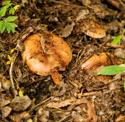 Valuy mushrooms, Latin Rússula foétens, grown in rotted leaves in the forest photo