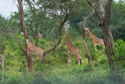 Photography Giraffe in the savannah