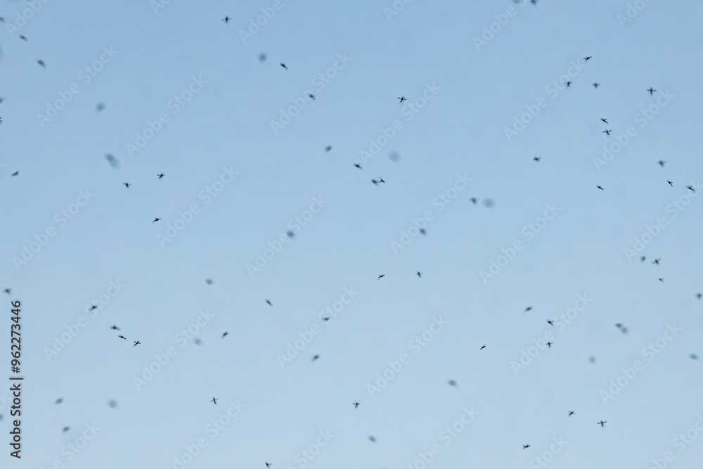 A group of mosquitoes is dispersed across a clear blue sky. The small insects create a natural yet slightly unsettling scene, emphasizing the vast open space around them. A group of mosquitoes is dispersed across a clear blue sky. The small insects create a natural yet slightly unsettling scene, emphasizing the vast open space around them.