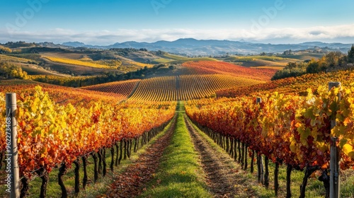 A picturesque autumn vineyard with rows of grapevines displaying golden and crimson leaves