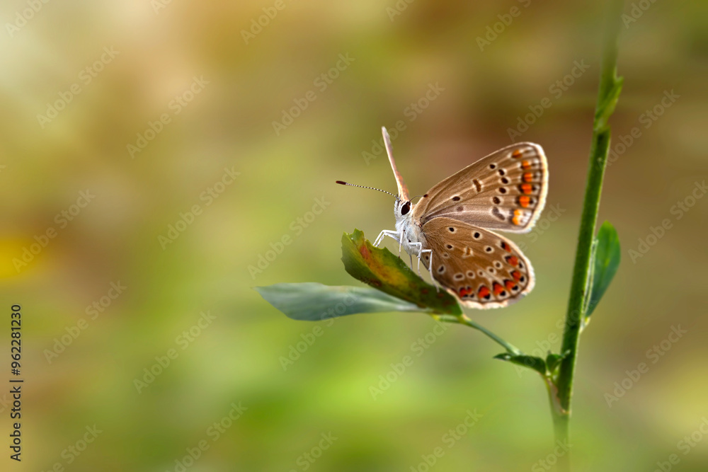 Obraz premium Photo of a cute butterfly in a wonderful habitat. Colorful nature background.