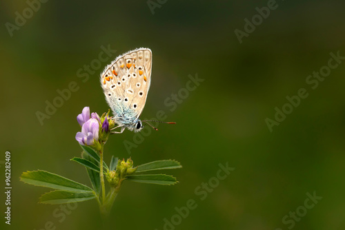 Photo of a cute butterfly in a wonderful habitat. Colorful nature background.