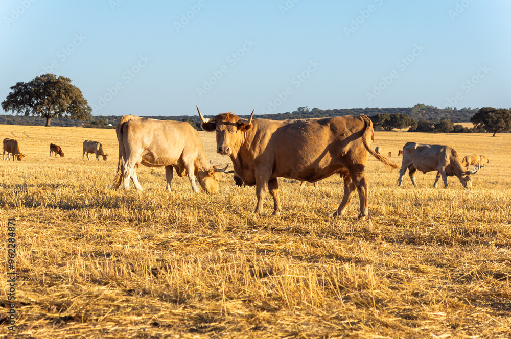 End of Summer: Herd Grazing in the Harvested Field at Sunset. End of Summer: Herd Grazing in the Harvested Field at Sunset.
