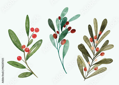 mistletoe wild berry,  christmas plants