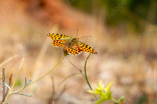 A beautiful butterfly photographed in its habitat. Queen of Spain fritillary. Issoria lathonia. Butterfly. Close up nature. Colorful nature background.  photo