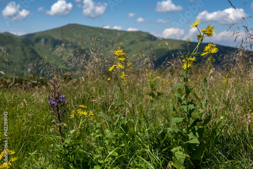 Carpathians mountain at the summer, the yellow flowers plant Inula blooms