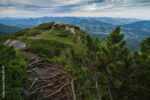a rocky nature trail covered with tree roots of dwarf pines the way to the mo...