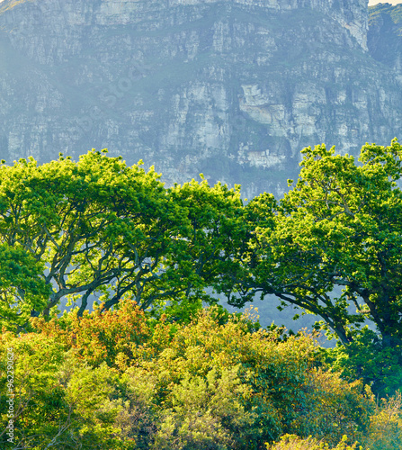 Mountain, environment and landscape with plants in nature for ecology, sustainability and growth. Habitat conservation, ecosystem preservation and biodiversity with trees and field for ecotourism