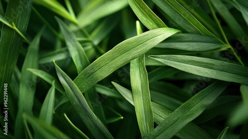   A close-up shot of a green plant displaying slender, elongated leaves on its upper part photo